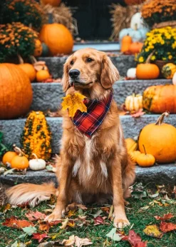 Kiel James Patrick Apple Cider Flandana^ Adventure Bandanas