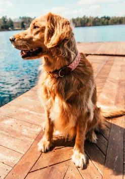 Kiel James Patrick Bermuda Sand Beach Dog Collar^ Leashes & Collars