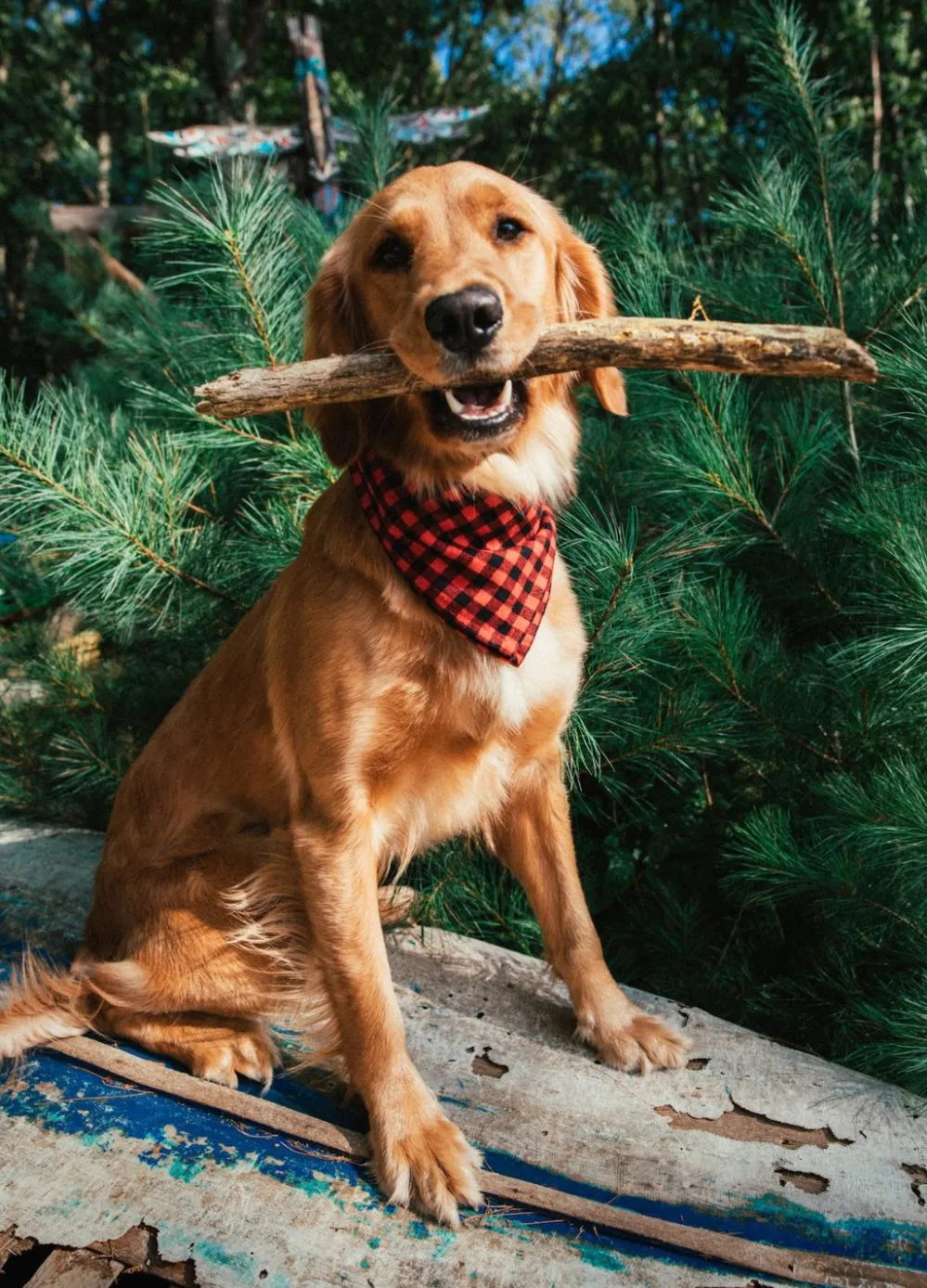 Kiel James Patrick Buffalo Bennie Flandana^ Adventure Bandanas