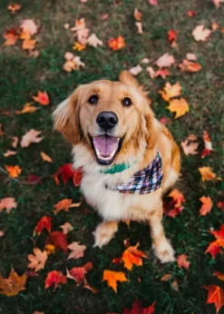 Kiel James Patrick Captain Oscar O'Leary Dog Collar^ Leashes & Collars