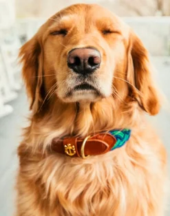 Kiel James Patrick Clayton'S Canopy Hammock Dog Collar^ Leashes & Collars