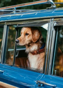 Kiel James Patrick Hortock'S Compass Rose Dog Collar^ Leashes & Collars