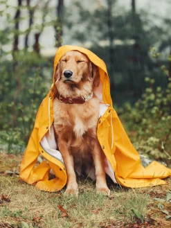 Kiel James Patrick The Knotty Dog Collar- White^ Leashes & Collars