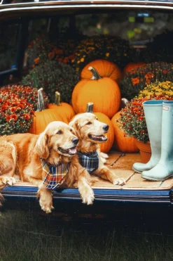 Kiel James Patrick Woodstock Country Store Flandana^ Adventure Bandanas